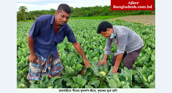 রাজশাহীতে শীতের ফুলকপি গ্রীষ্মে,কৃষকের মুখে হাসি