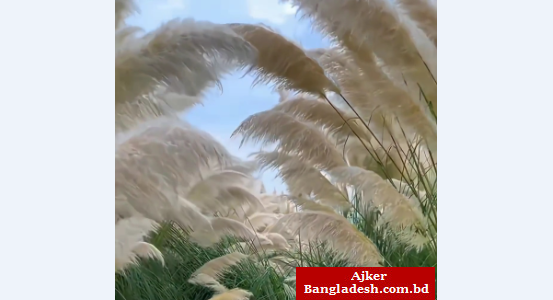 কুড়িগ্রামে চর ও দ্বীপগুলোতে চোখ জুড়ানো কাশবন; মন কাড়ে সবারই 