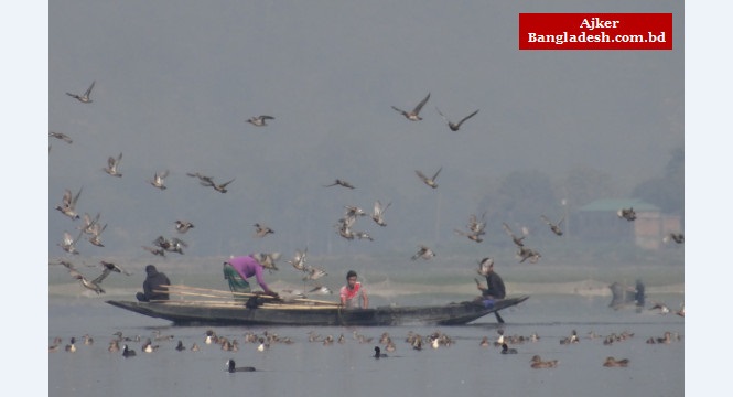 আগের মতো পাখি নেই টাঙ্গুয়ার হাওরে আগের মতো পাখি নেই টাঙ্গুয়ার হাওরে