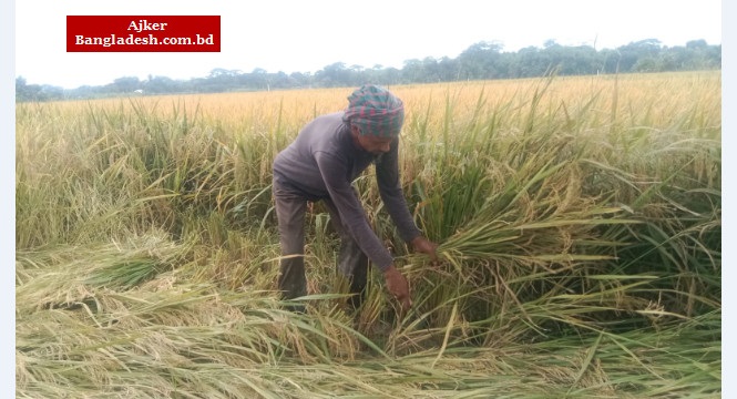 বোর ধানের বাম্পার ফলন, শ্রমিক সংকটে আতংকে চাষী