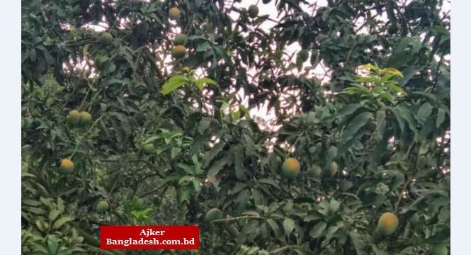 শার্শায় বাজারজাতকরনের সময়ের আগেই পেঁকে ঝরে যাচ্ছে হিমসাগর আম, বিপাকে চাষী