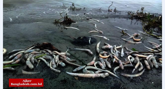 শীতলক্ষ্যার বর্জ্যে মেঘনায় ভেসে উঠছে মরা মাছ