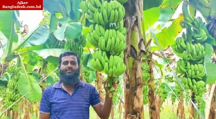 বাগেরহাটে জি-নাইন কলা চাষে ভাগ্যবদল, সফল উদ্যোক্তা মনিরুজ্জামান