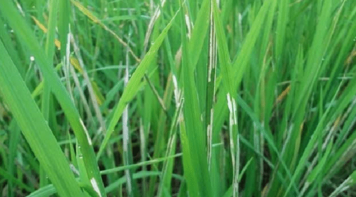 চান্দিনায় ধানক্ষেতে মাজরা পোকার আক্রমণ, পচা রোগে ক্ষতির আশঙ্কা
