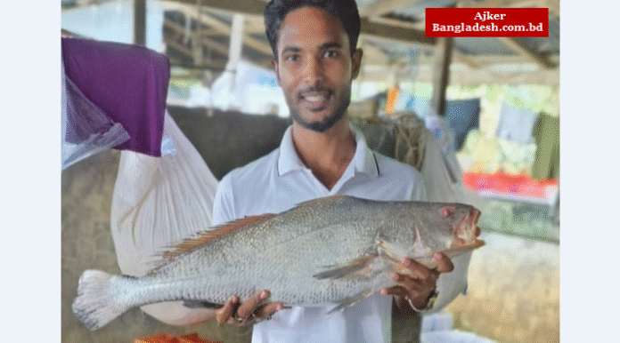 মহিপুরে এক পোয়া মাছ ৮০ হাজার টাকা
