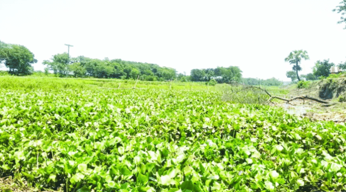 কালা ডুমুর নদী অস্তিত্ব বিলিনের পথে