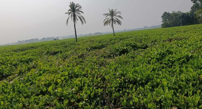 এবছরও হাজার হাজার বিঘা জমি পতিত থাকার আশংকা