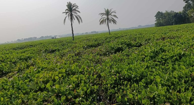 এবছরও হাজার হাজার বিঘা জমি পতিত থাকার আশংকা