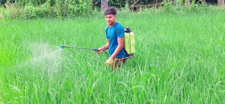 মাজরা পোকা, ইদুর ও পঁচা রোগের আক্রমণ, ক্ষতির আশঙ্কা কৃষকদের