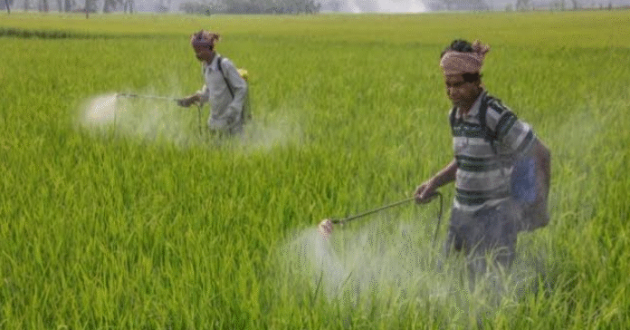 আমন ধান ক্ষেতে মাজরা ও লেদা পোকার আক্রমন