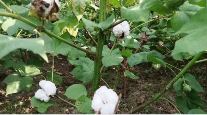 কুষ্টিয়ায় তুলা চাষ লাভজনক ও অর্থকরী ফসল হওয়ায় বাড়ছে উৎপাদন