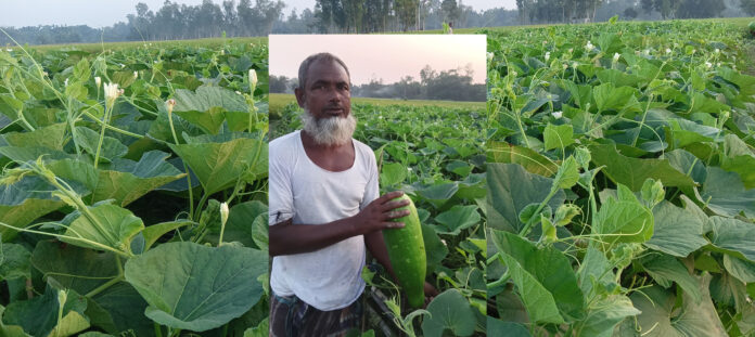 কম খরচে দ্বিগুণ লাভে লাউয়ের চাষ বাম্পার ফলনে খুশি কৃষকেরা