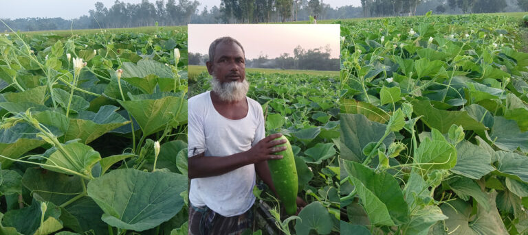 কম খরচে দ্বিগুণ লাভে লাউয়ের চাষ বাম্পার ফলনে খুশি কৃষকেরা