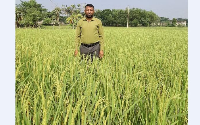 চান্দিনায় কৃষি বিভাগের ছোঁয়ায় আমনের বাম্পার ফলন: সাফল্যের নতুন দিগন্ত