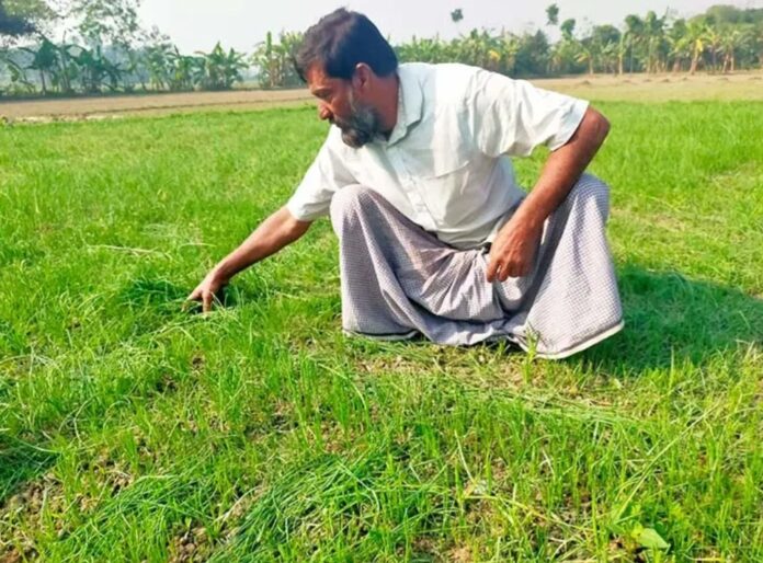 কুষ্টিয়া পেঁয়াজের চারা কেটে দিয়েছে দুর্বৃত্তরা, কান্না থামছে না কৃষকের