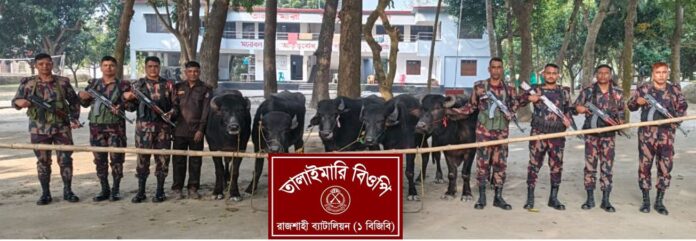 পদ্মার চরে ৪৬ লাখ টাকা মূল্যের ১৫টি ভারতীয় মহিষ জব্দ