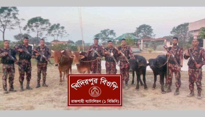 রাজশাহীর নগরীতে চারটি ভারতীয় গবাদিপশু জব্দ