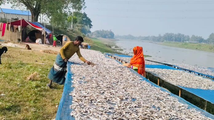 দেশি মাছের সংকটে,বিখ্যাত চলনবিল অঞ্চলের শুঁটকির চাতাল হারাচ্ছে ঐতিহ্য