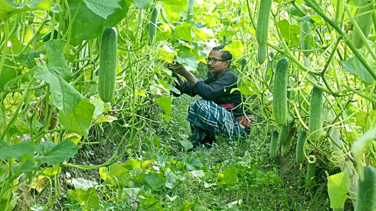 মালচিং পদ্ধতিতে স্বল্প খরচে শসা চাষ, কৃষকদের বাড়ছে আগ্রহ
