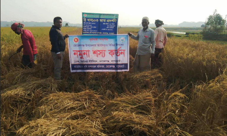 আমন ধানের বাম্পার ফলনে কৃষকদের স্বপ্ন যেন ঝলমল করছে, কৃষকের ঘরে নবান্নের আনন্দ