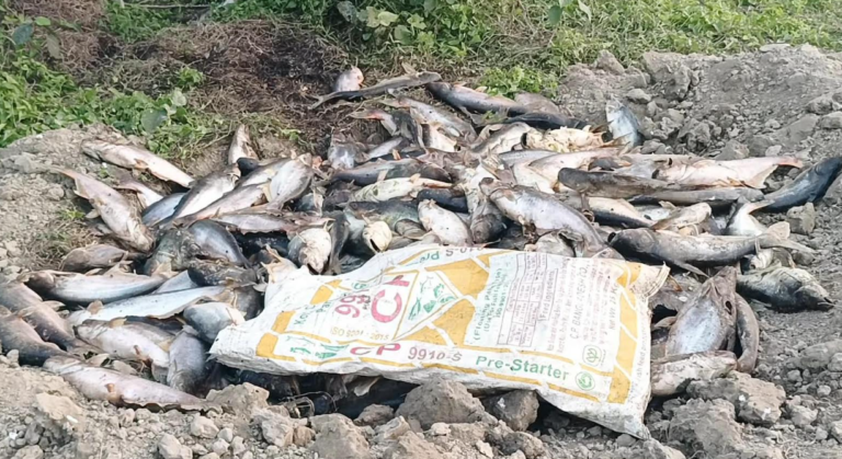 ফিসারিতে মরছে মাছ, কাজ হচ্ছে না কোনো ওষুধে-বিপদে শতাধিক মৎস্য চাষি