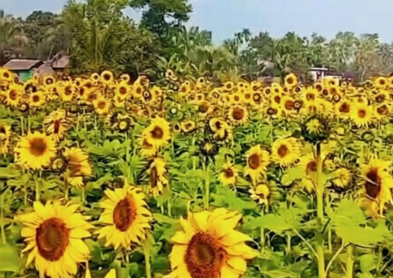 চান্দিনায় সূর্যমুখীর বাম্পার ফলন: কৃষক হাবিবুল্লাহর মুখে হাসির ঝিলিক