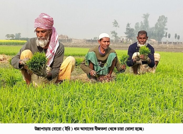 উল্লাপাড়ায় বছরের প্রধান বোরো ধানের আবাদ শুরু