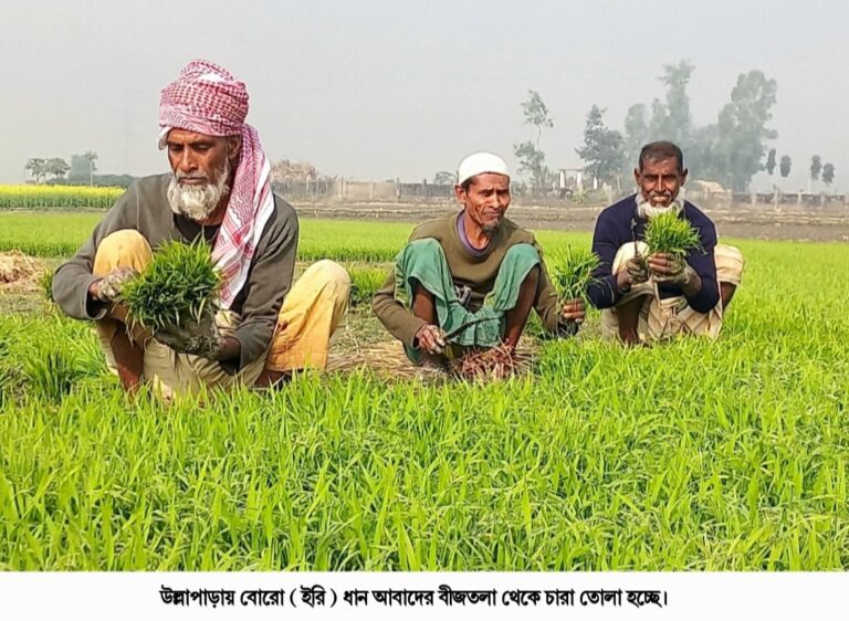উল্লাপাড়ায় বছরের প্রধান বোরো ধানের আবাদ শুরু