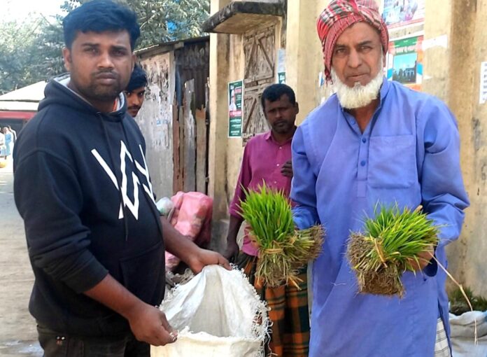 উল্লাপাড়া হাটে বেচতে কম উঠেছে বোরো ধান চারা: এক মুঠোর দাম ৮ টাকা ৬৬ পয়সা