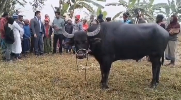 কলাপাড়ায় মহিষের লড়াই দেখতে হাজারো মানুষের ভিড়, প্রশাসনের বাগড়ায় স্থগিত