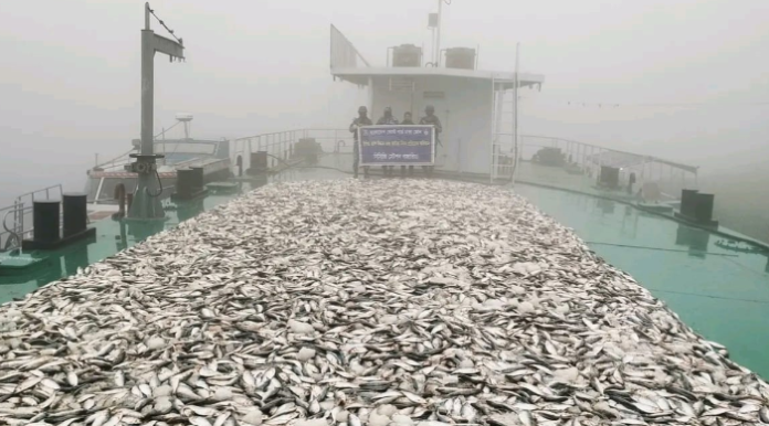 মুন্সীগঞ্জে প্রায় ৬৯ লাখ টাকার জাটকা আটক