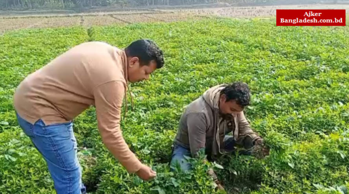 আগাছা যখন আশার আলো: চান্দিনার জাহাঙ্গীর আলমের আলু ক্ষেতে বথুয়া শাকের চমক