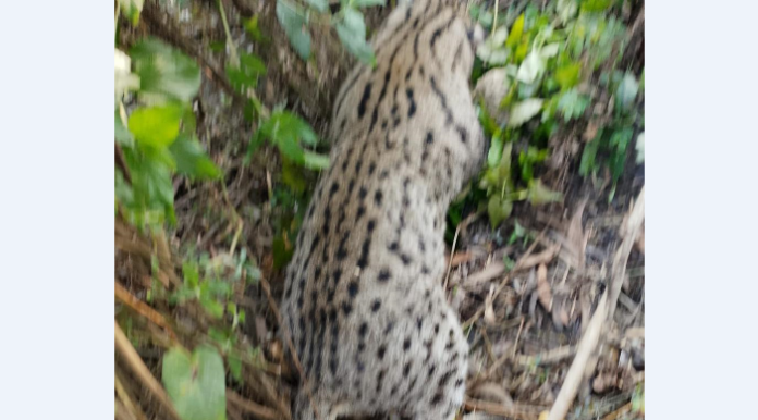 ঝিনাইদাহে বন্যপ্রাণী সুরক্ষায় আইন প্রয়োগ