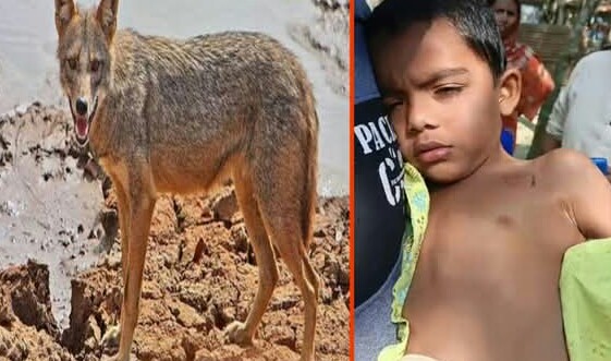 কটিয়াদীতে শিয়ালের কামড়ে শিশু সহ ৫ জন আহত।