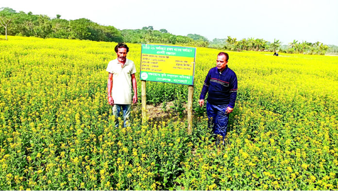 পতিত জমিতে ৩০ বিঘার মাঠ জুড়ে সরিষার হলুদে রঙিন স্বপ্ন কৃষকের বদলে যাচ্ছে মাঠের চিত্র কৃষকের মুখে হাসি