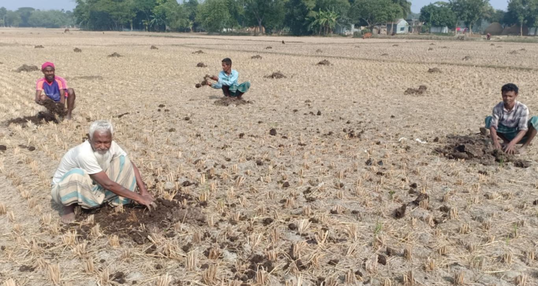 মাটির স্বাস্থ্য রক্ষায় জৈব সারের পথে গৌরীপুরের কৃষক সমাজ