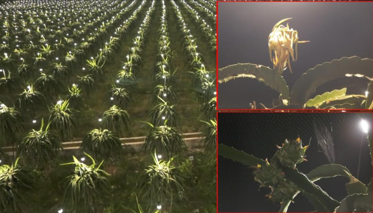 লাইট ইনডোর্স পদ্ধতি ব্যবহারে স্বুসাদু ড্রাগনের ফলন তিনগুণ বৃদ্ধি