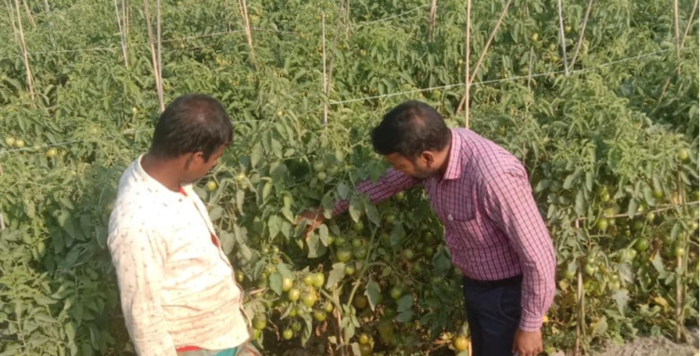 অনুকূল আবহাওয়া ও কৃষকের পরিশ্রমে চান্দিনায় টমেটোর বাম্পার ফলন