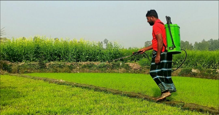 উল্লাপাড়ায় বোরো বীজতলার চারা সবল করতে সুস্থ রাখতে নানা পরিচর্যা