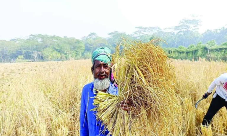 শৈত্যপ্রবাহ উপেক্ষা করে মাঠে কৃষকের ব্যস্ততা, আমন ধানের বাম্পার ফলনে কৃষক পরিবারে আনন্দের জোয়ার
