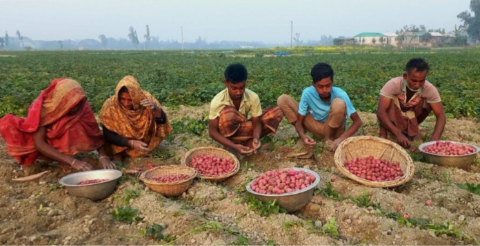 উল্লাপাড়ায় আলু উত্তোলন শুরু, আলুর বাম্পার ফলনে খুশি কৃষক
