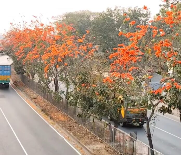 বসন্তের আবিরে রাঙা ঢাকা-চট্টগ্রাম মহাসড়ক: পিচঢালা পথে এক মায়াবী অরণ্য