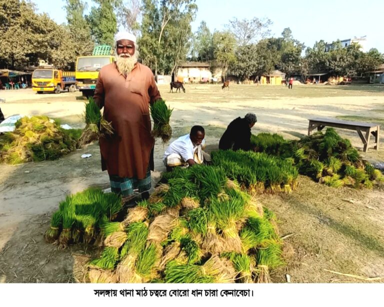 সলঙ্গায় বোরো চারার বাড়ছে আমদানি কমছে দাম