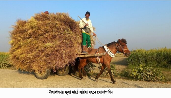 উল্লাপাড়ায় সুজা মাঠে সরিষা বহনে খাটছে ঘোড়াগাড়ি