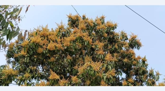 মধুুমাস ঋতুরাজ বসন্ত মাসে প্রকৃতি তার নিজেকে সাঁজাতে ব্যস্ত থাকে