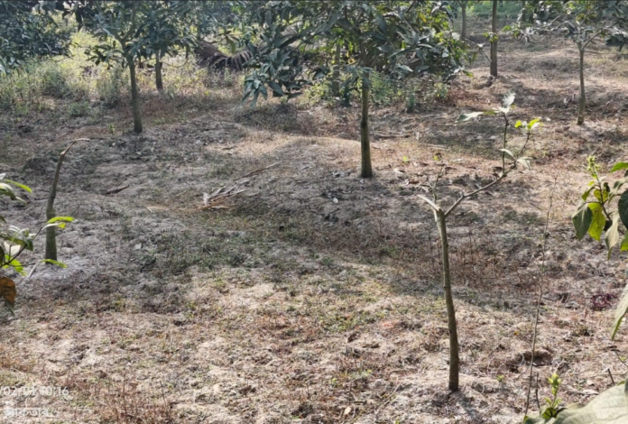 সাপাহারে আমগাছ কর্তন ও বাড়িতে হামলার অভিযোগ