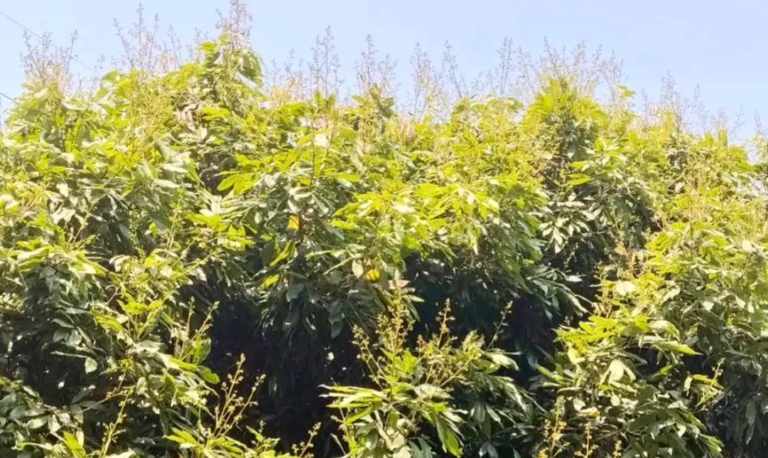 লিচুর রাজ্য ঈশ্বরদীতে গাছে গাছে মুকুলের সমারোহ, বাম্পার ফলনের আশা