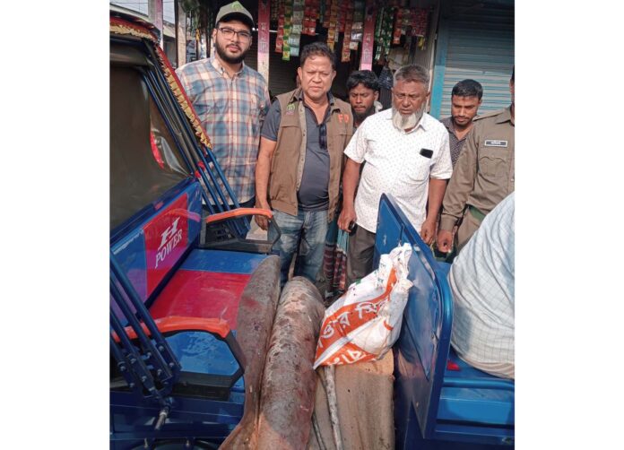 নোয়াখালীতে ১১৩ কেজির শাপলাপাতা মাছ জব্দ