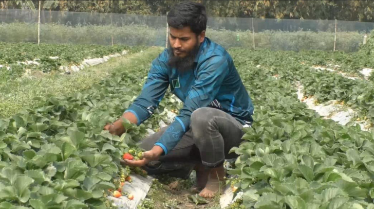 রংপুরের তরুণ হাবিব মিয়া স্ট্রবেরি চাষে সফল কৃষি উদ্যোক্তা