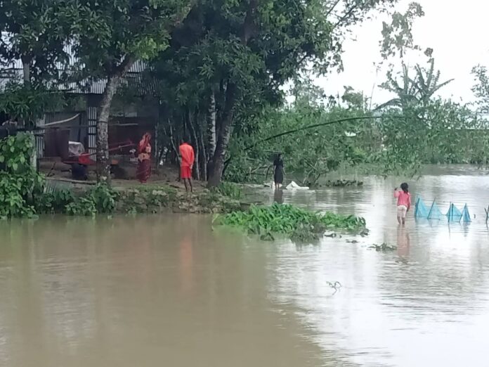 কমলগঞ্জে টানা বৃষ্টি ও পাহাড়ি ঢলে ডুবছে বোরোধান, দিশেহারা কৃষক